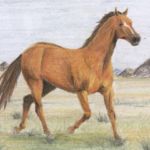 Steppenpferd